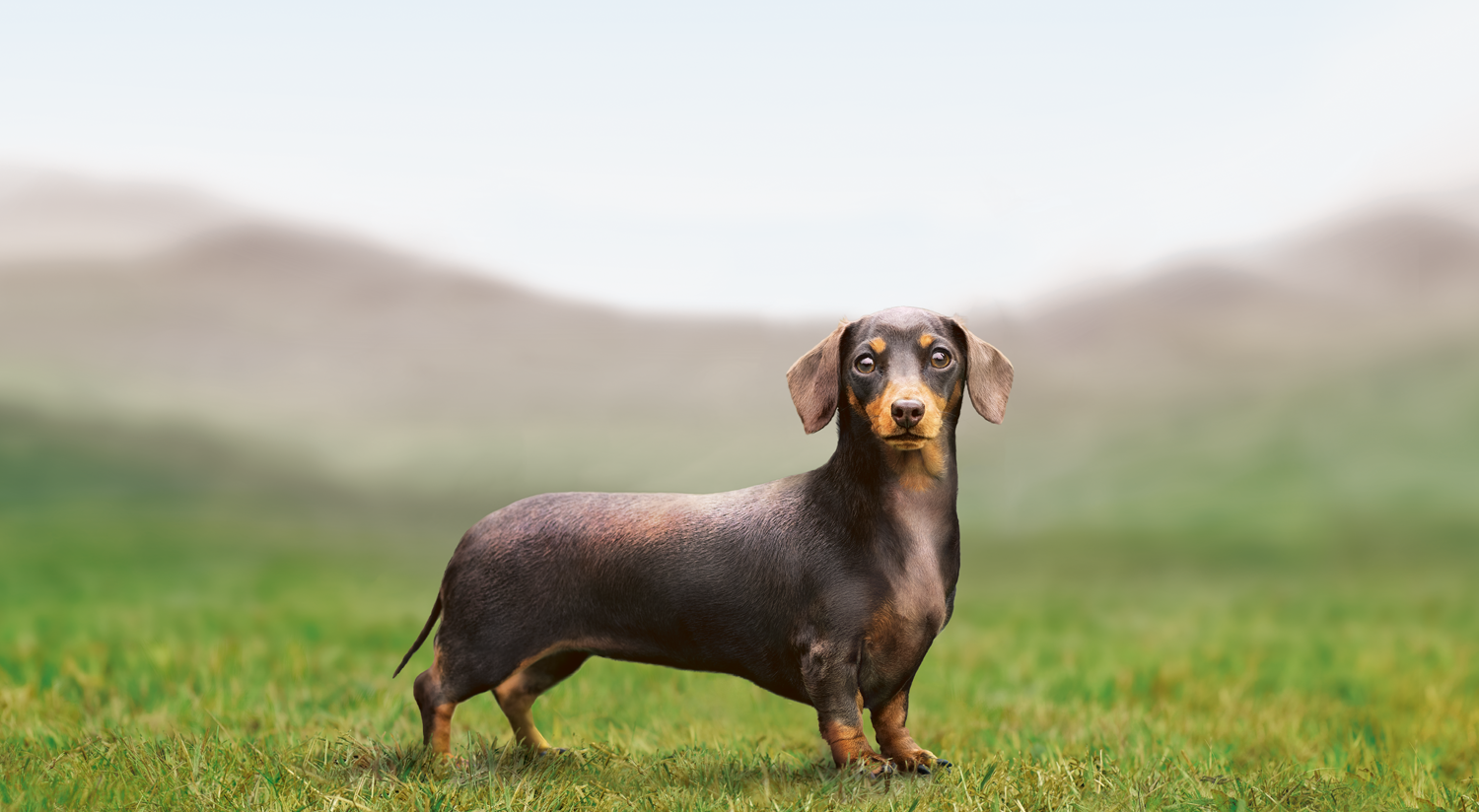 Tørrfôr for voksne små og mellomstore hunder – med vektkontrolloppskrift 